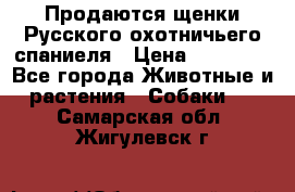 Продаются щенки Русского охотничьего спаниеля › Цена ­ 25 000 - Все города Животные и растения » Собаки   . Самарская обл.,Жигулевск г.